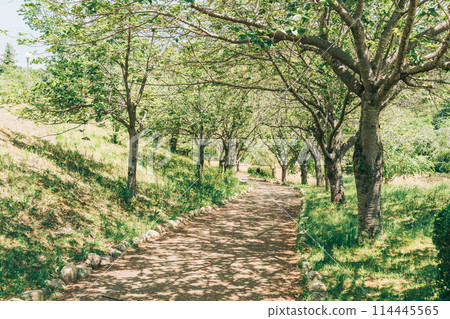 Hitachi Fudoki Hills, Ishioka City, Ibaraki Prefecture (May) - sunlight filtering through the fresh greenery 114445565