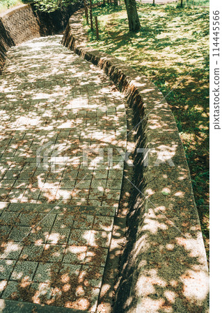 Sunlight filtering through the trees at Hitachi Fudoki Hills, Ishioka City, Ibaraki Prefecture (May) 114445566