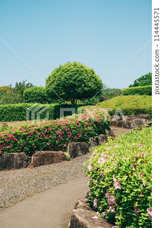 Hitachi Fudoki Hill, Ishioka City, Ibaraki Prefecture (May) - Fresh greenery and azaleas 114445571