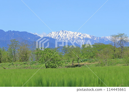 安zu野和五月的北阿爾卑斯山 114445661