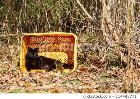 A black stray cat staring in a yellow cage in a grove 114445771