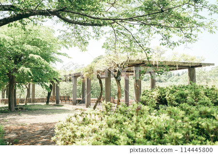 Fresh greenery at Hitachi Fudoki Hills in Ishioka, Ibaraki Prefecture (May) 114445800