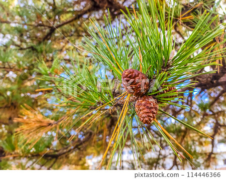 December Pine Cones ~Indian Summer~ 114446366