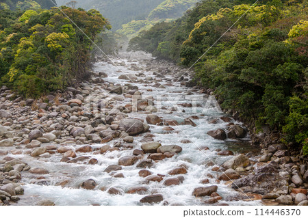 Fresh greenery shines in the Miyanoura River Valley, Yakushima, an offshore Alps Fresh greenery shines in the Miyanoura River Valley, Yakushima, an offshore Alps 114446370