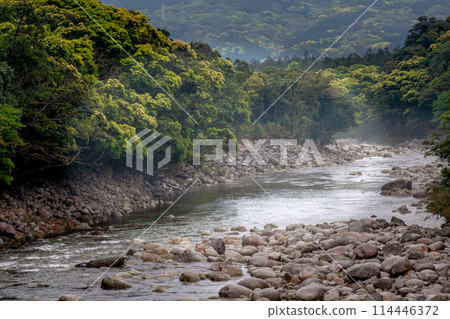 Fresh greenery shines in the Miyanoura River Valley, Yakushima, an offshore Alps Fresh greenery shines in the Miyanoura River Valley, Yakushima, an offshore Alps 114446372