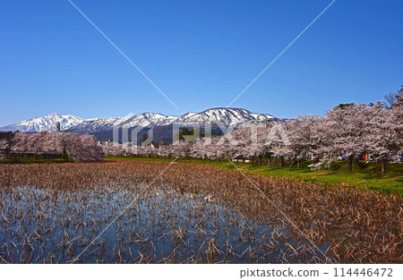 Cherry blossoms at Takada Castle Park and Mt. Myoko, Joetsu, Niigata Prefecture 114446472