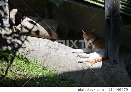 A cat resting in the shade 114446479