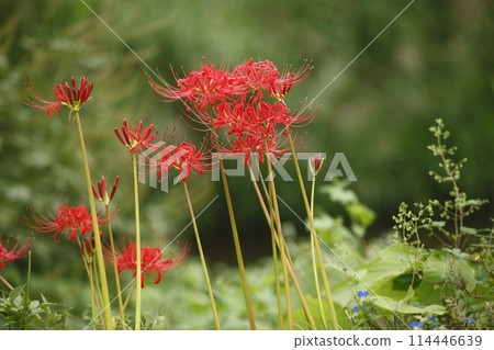 Ohara's Spider Lilies 114446639