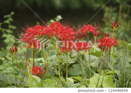 大原的文殊菩薩 114446640