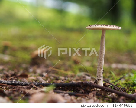 鵝膏藤的生態照片 114446695