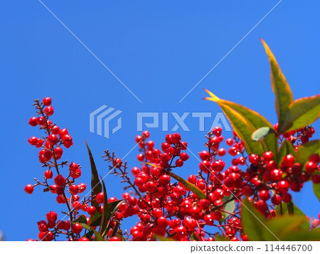 Scenery of blue sky and ripe red nandina berries Scenery of blue sky and ripe red nandina berries 114446700