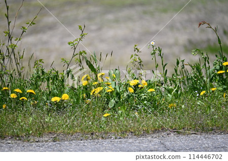 Dandelion blooming on the bank Dandelion blooming on the bank 114446702