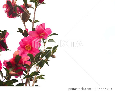 Camellia flower on white background 114446703