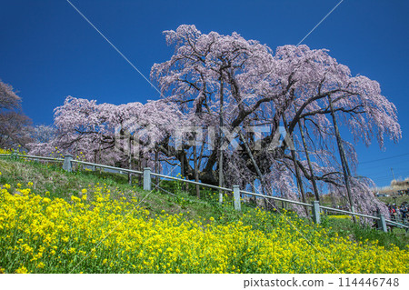 Cherry blossoms Cherry blossoms 114446748