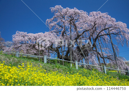 Cherry blossoms Cherry blossoms 114446750