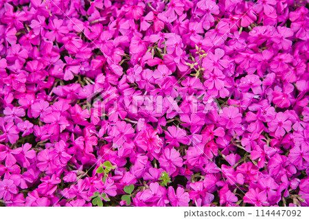 Landscape with moss sakura Landscape with moss sakura 114447092