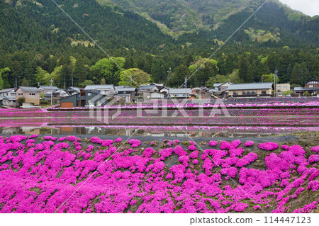 Landscape with moss sakura Landscape with moss sakura 114447123
