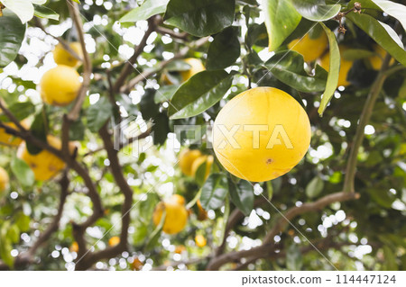 Pomelo on the garden tree Pomelo on the garden tree 114447124