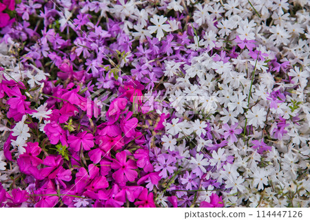 Landscape with moss sakura Landscape with moss sakura 114447126