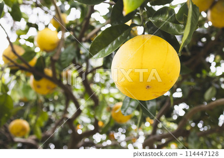 庭木柚子 庭木柚子 114447128