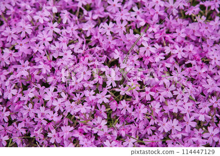 Landscape with moss sakura 114447129