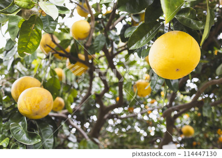 Pomelo on the garden tree Pomelo on the garden tree 114447130