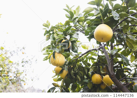 庭木柚子 庭木柚子 114447136