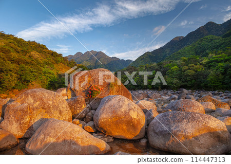 Morning glow in the Miyanoura River Valley Yakushima, the island where the gods reside (Spring) Morning glow in the Miyanoura River Valley Yakushima, the island where the gods reside (Spring) 114447313