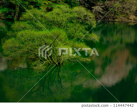 Submerged forest in the dam lake 114447442
