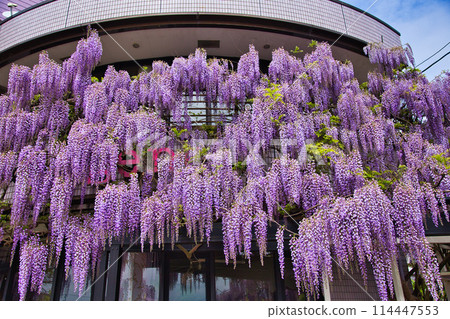 Wisteria flowers in full bloom 114447553