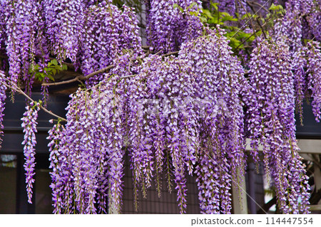 Wisteria flowers in full bloom Wisteria flowers in full bloom 114447554