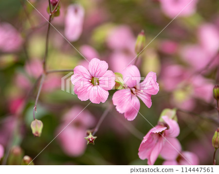 肥皂草·Baccaria花 114447561