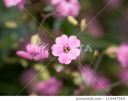 肥皂草·Baccaria花 114447564