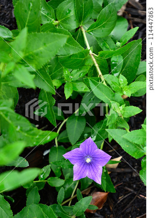 Chishakuin Temple 114447863