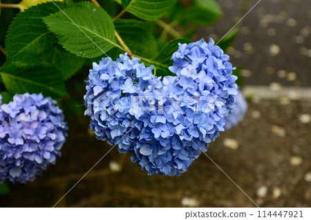 Chikuin繡球花園 Chikuin繡球花園 114447921