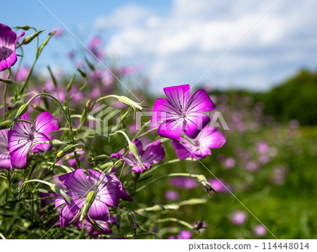 Flower of Mugi senne Flower of Mugi senne 114448014