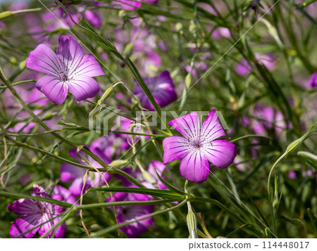 Flower of Mugi senne Flower of Mugi senne 114448017