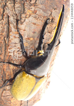 Hercules beetle on a tree on a white background 114448059