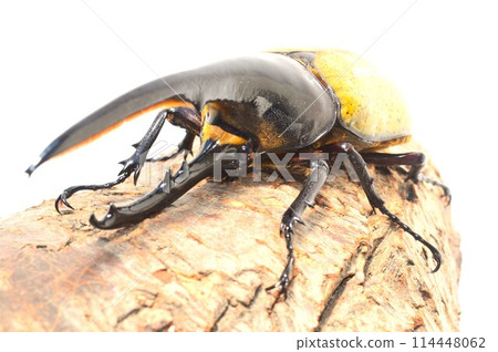 Hercules beetle on a tree on a white background 114448062