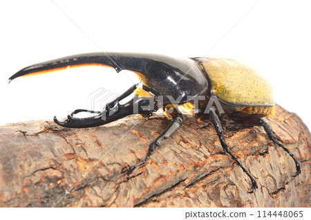 Hercules beetle on a tree on a white background 114448065