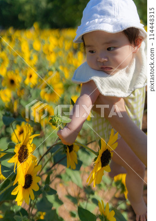 sunflower sunflower child sunflower sunflower child 114448315
