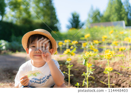sunflower sunflower child 114448403