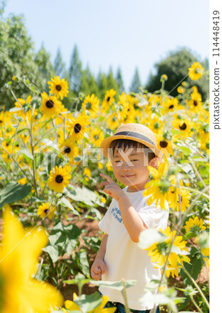 sunflower sunflower child sunflower sunflower child 114448419