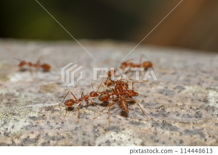 Group red ant on dry stick and work group 114448613