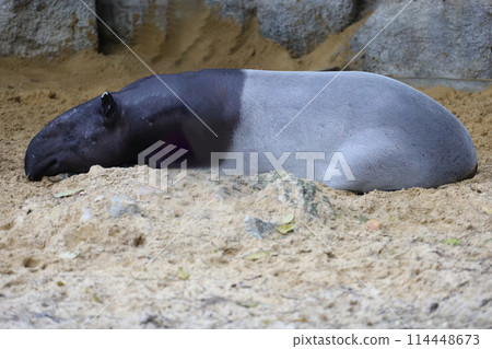 The tapir is rest and sleep at the garden 114448673