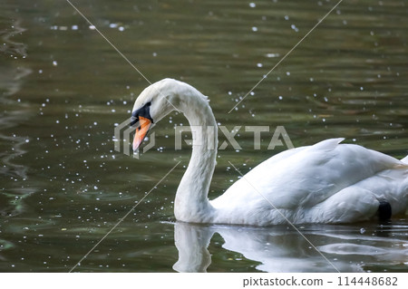 The white swan is beautiful and cute in the river The white swan is beautiful and cute in the river 114448682