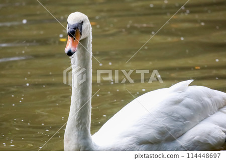 The white swan is beautiful and cute in the river 114448697