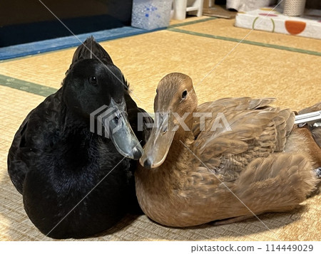 Cute-faced call duck chick 114449029