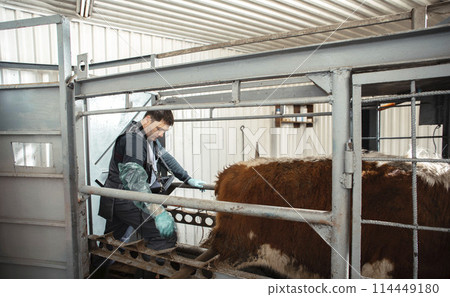Innovations on the Farm: Ultrasound Technology: Veterinarians use ultrasound technology Innovations on the Farm: Ultrasound Technology: Veterinarians use ultrasound technology 114449180
