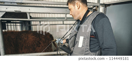 veterinarian is seen providing necessary injection to dairy cattle, emphasizing essential health practices that underpin productive and sustainable dairy farming veterinarian is seen providing necessary injection to dairy cattle, emphasizing essential health practices that underpin productive and sustainable dairy farming 114449181